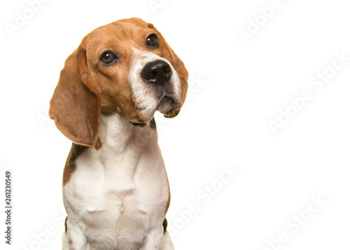Portrait of a beagle dog glancing away on a white background with copy space
