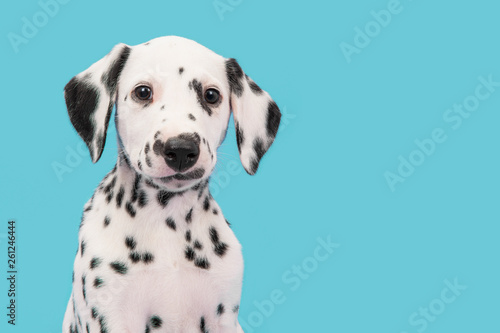 Portrait of a Dalmatian puppy looking at the camera on a blue background