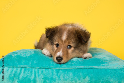 Cute shetland sheepdog puppy lying down on a blue cushion on a yellow background seen from the front