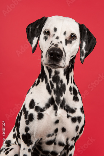 Portrait of a dalmatian dog looking at the camera on a red background
