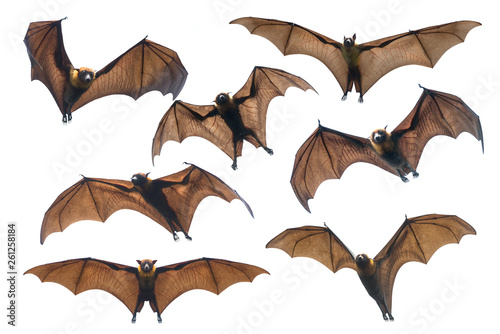 Bat flying isolated on white background (Lyle's flying fox)