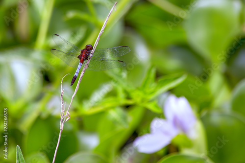 Close-up photography of a red and white dragonfly resting on a dry straw of grass. Captured at the Andean mountains of central Colombia.