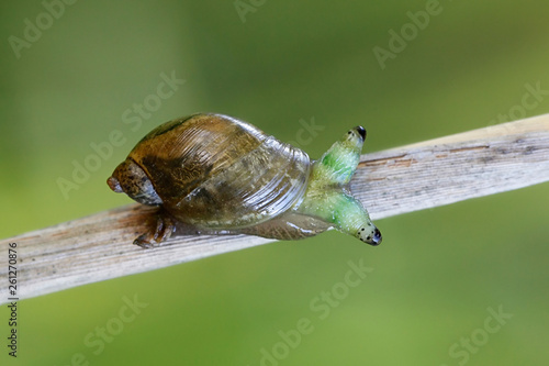 Leucochloridium paradoxum, the green-banded broodsac, is a parasitic flatworm (or "helminth") that uses gastropods as an intermediate host.