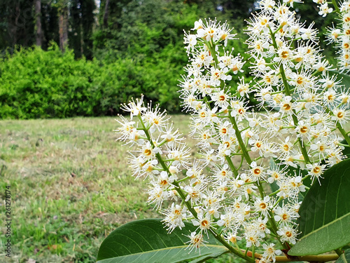 White flowers prunus laurocerasus or Cherry laurel on the background of the park and meadow.