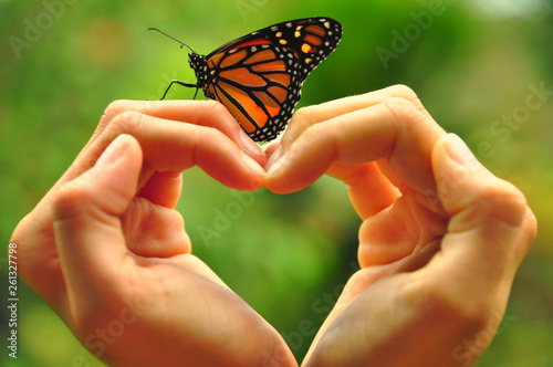 butterfly on a heart in woman hands