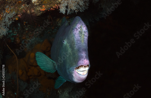 Underwater world - Green humphead parrotfish - Bolbometopon muricatum. Liberty wreck. Tulamben, Bali, Indonesia. 