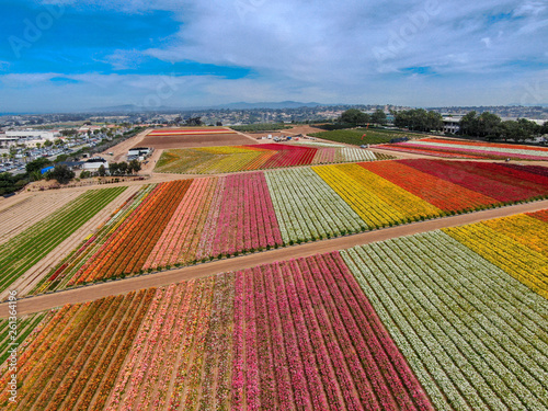 Aerial view of Carlsbad Flower Fields. tourist can enjoy hillsides of colorful Giant Ranunculus flowers during the annual bloom that runs March through mid May. Carlsbad, California, USA