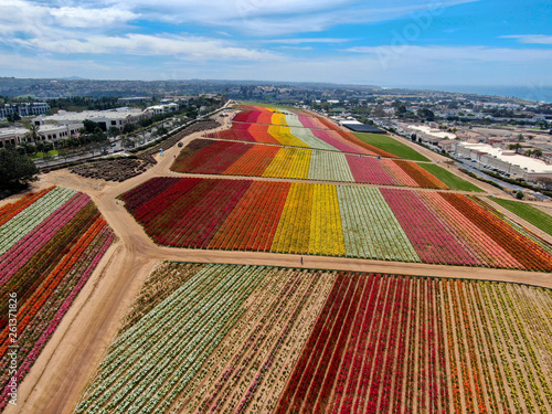 Aerial view of Carlsbad Flower Fields. tourist can enjoy hillsides of colorful Giant Ranunculus flowers during the annual bloom that runs March through mid May. Carlsbad, California, USA