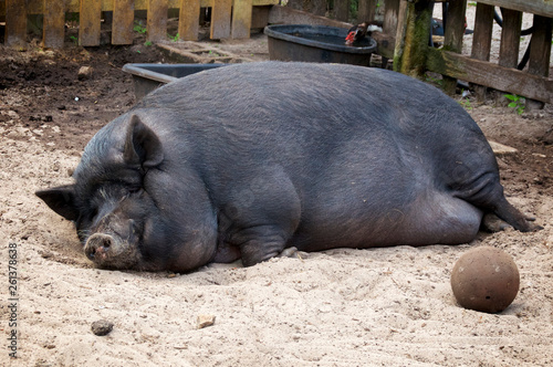 A very large potbelly pig sleeping on the ground with dirt on its face.