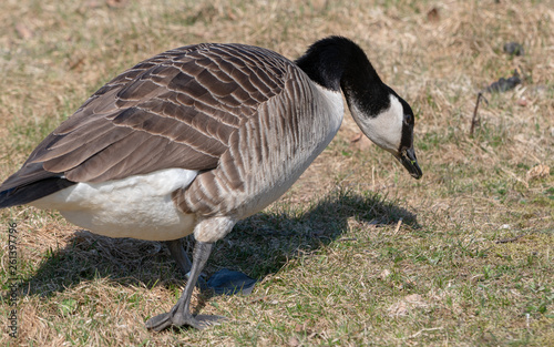 Gęś Goose Bernikla kanadyjska północna Branta canadensis 