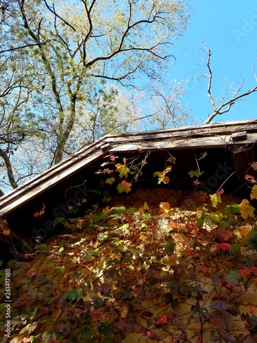 森の中の古びた小屋（長野 安曇野）