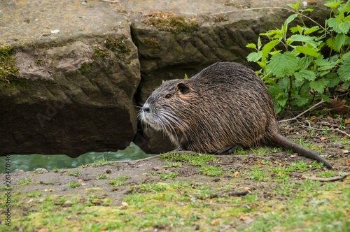 portrait of nutria in the grass in border river