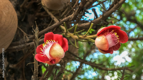 cannonball tree flowers in rio de janeiro, brazil