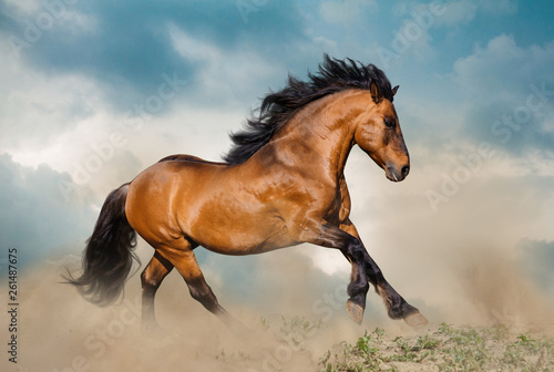 Beautiful bay stallion running in dust