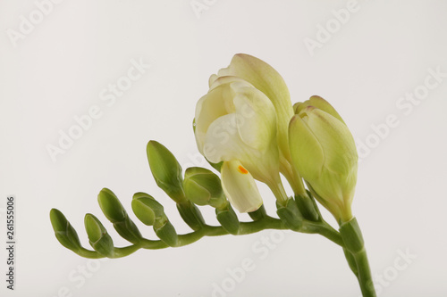 Freesia flower. Plant of the iris family.