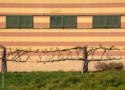 Close-up of a building exterior with striped wall and wisteria plants in the foreground in springtime, Serralunga d'Alba, Piedmont, Italy 