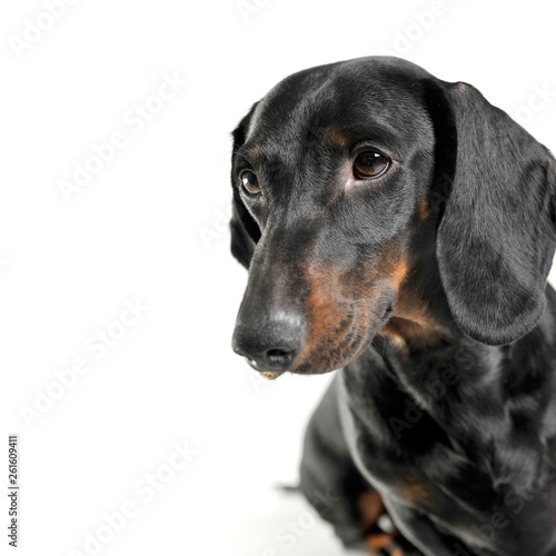 Portrait of an adorable black and tan short haired Dachshund looking curiously