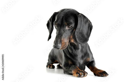 Studio shot of an adorable black and tan short haired Dachshund looking down sadly