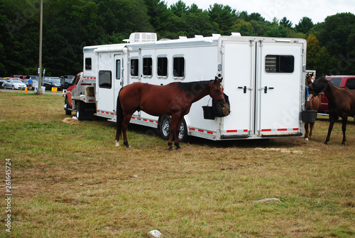 Brown Horse Feeding & Tied to the Back of a Trailer