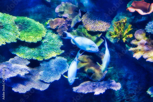 Dieses einzigartige Bild zeigt ein wunderschönes Aquarium mitten im Einkaufszentrum Siam Paragon. Das Foto wurde im Sea Life Aquarium in Bangkok aufgenommen
