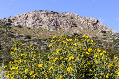 Plant (Phlomis fruticosa) grows in the mountains