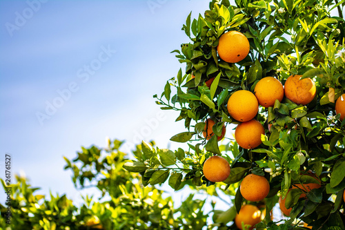 Naranjas