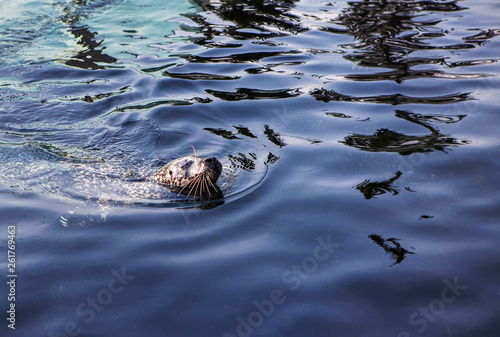 seal swimming with eyes closed