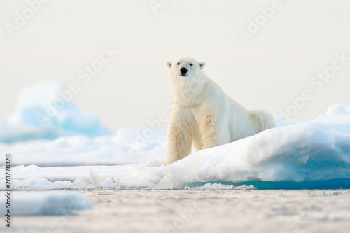 Polar bear on drift ice edge with snow and water in Norway sea. White animal in the nature habitat, Svalbard, Europe. Wildlife scene from nature.