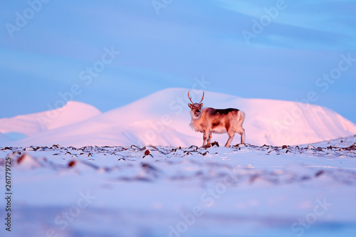 Winter landscape with reindeer. Wild Reindeer, Rangifer tarandus, with massive antlers in snow, Svalbard, Norway. Svalbard deer on rocky mountain. Wildlife scene from nature, winter pink blue sunset.