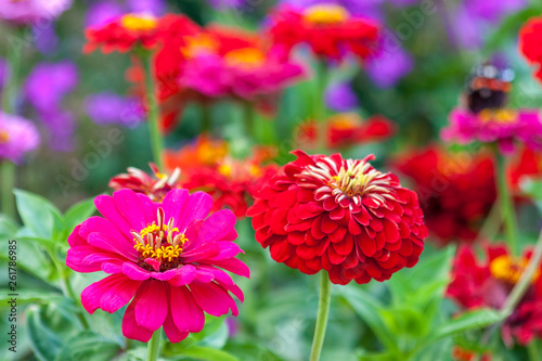 Zinnia elegans, known as youth-and-age, common zinnia or elegant zinnia, an annual flowering plant of the genus Zinnia