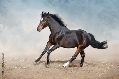 Bay horse run on desert dust
