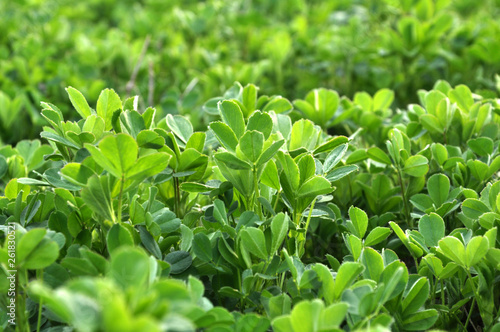 In the spring field young alfalfa grows