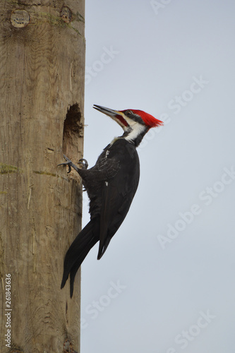 Pileated Woodpecker on Pole