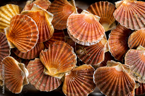 Twenty scallop shells with scallops grouped together