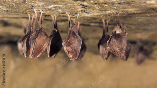 Close up group of small sleeping horseshoe bat covered by wings, hanging upside down on top of cold natural rock cave while hibernating. Wildlife photography. Creatively illuminated blurry background.