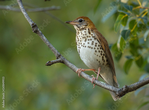 Wood Thrush