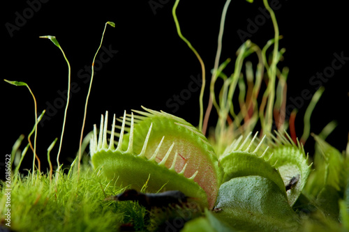 venus flytrap dionaea