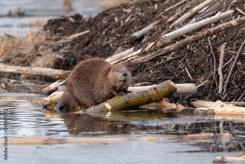 A female beaver looking up trying to smell