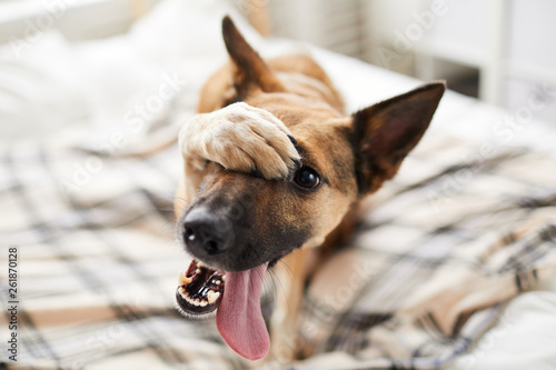 Portrait of embarrassed dog hiding face with paw and looking at camera, copy space