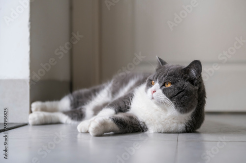 Cute British short-haired cat, indoor shooting