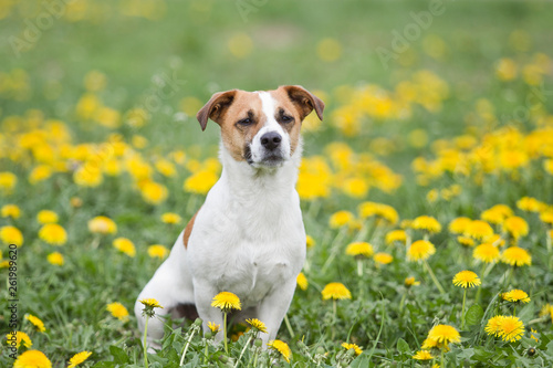 Hund Jack Russel Terrier im Frühling auf einer Wiese voller Löwenzahn