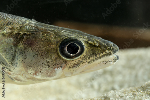 Portrait of Perch freshwater fish Stizostedion lucioperca