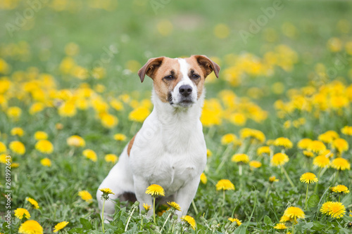 Hund Jack Russel Terrier im Frühling sitzt auf einer Löwenzahnwiese 