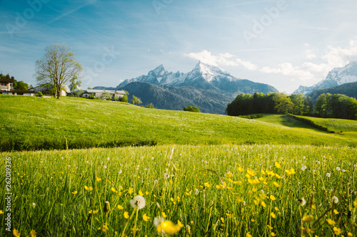 Idylliczny krajobraz w Alpach z kwitnącymi łąkami na wiosnę