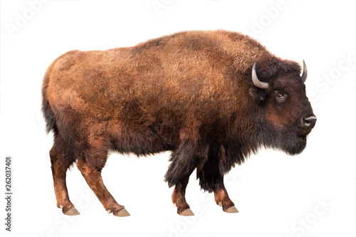 bison isolated on white