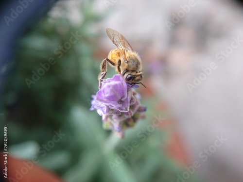 El nacer de la Naturaleza 