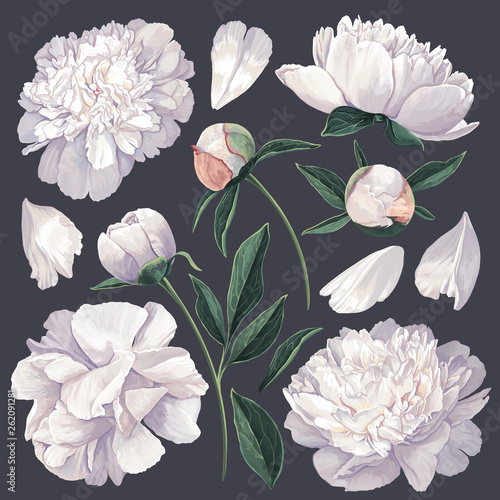 Set of floral elements with white peonies flowers and leaves. Hand drawn, vector botanical flora for decoration, wedding invitation, patterns, wallpapers, fabric, wrapping paper. Realistic style.