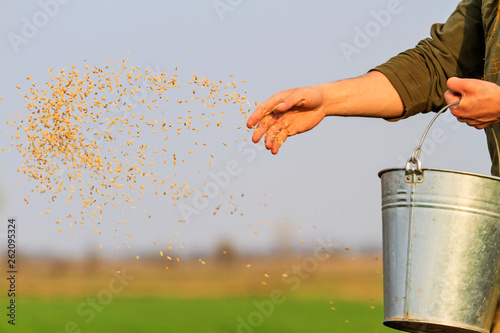 man sows grain throwing it on the ground