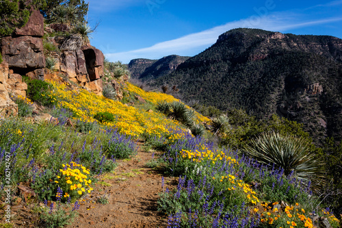 Abandoned road becomes, . . . forgotten trail, . . . becomes, . . . gateway to what lies beyond. Salt River Canyon, Arizona.