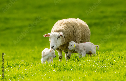Lambing time. Texel Ewe (female sheep) with her two newborn lambs in Springtime. Lush green meadow in the Yorkshire Dales, England. UK